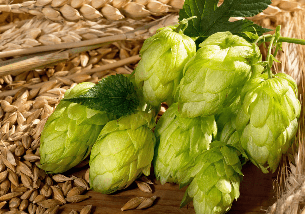 為什么做精釀啤酒如此重視啤酒花？