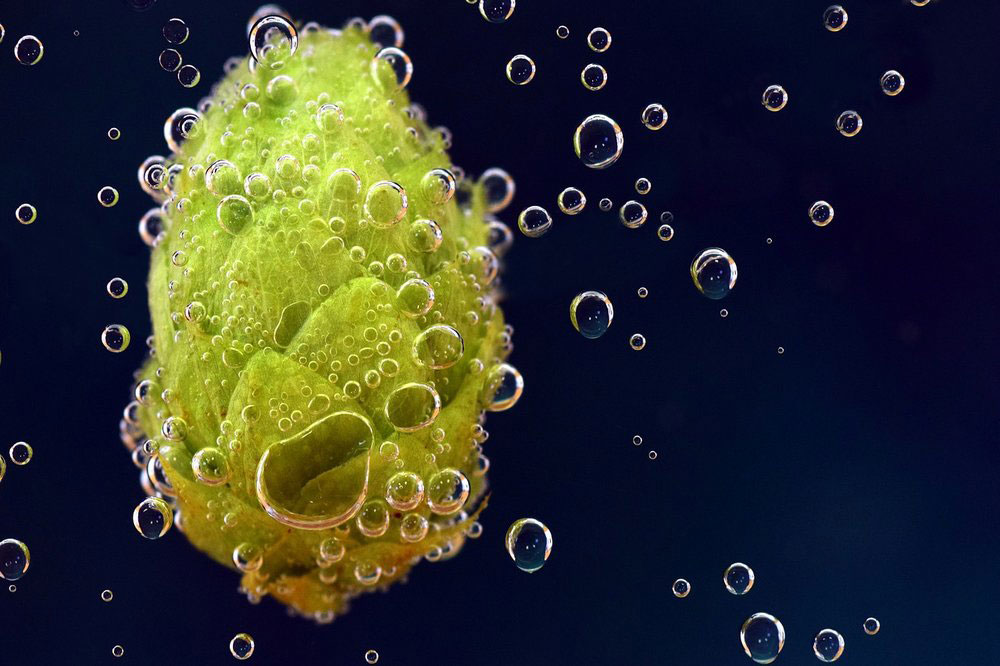 什么是啤酒釀造中的酒花蠕變？